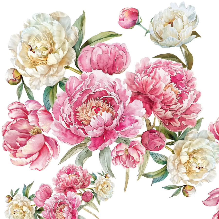 Limited Edition Clear Pink and White Peony